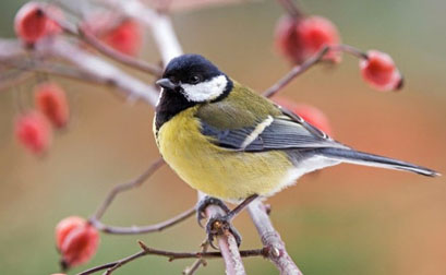 great_tit