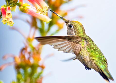 hummingbird