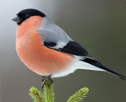 Bullfinch