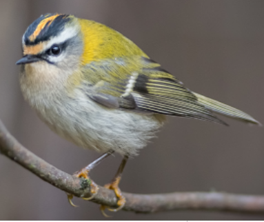 Common Firecrest