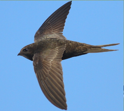 Common Swift