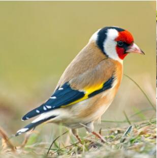 European Goldfinch