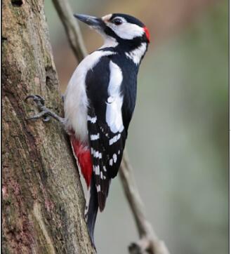 Great Spotted Woodpecker