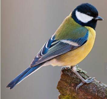 Great Tit