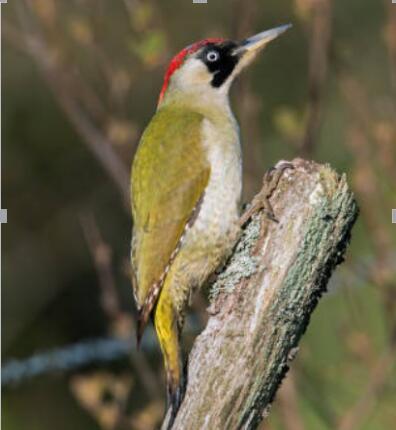 Green Woodpecker