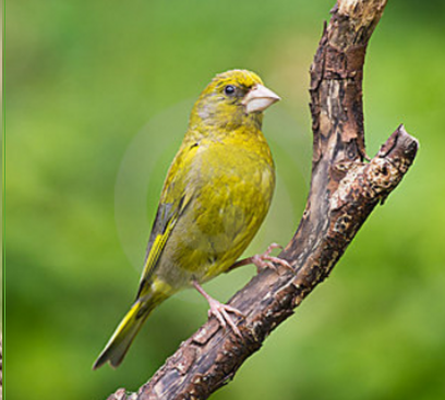 Greenfinch