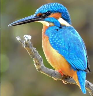 Kingfisher