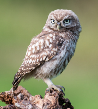 Little Owl