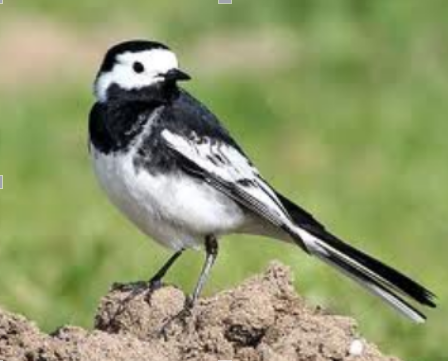 Pied Wagtail