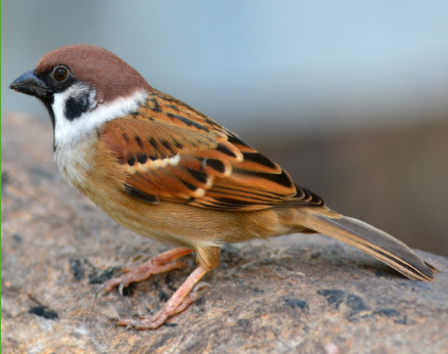 Tree sparrow