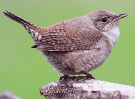 Wren