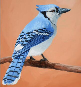 blue jay