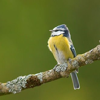 blue tit 1