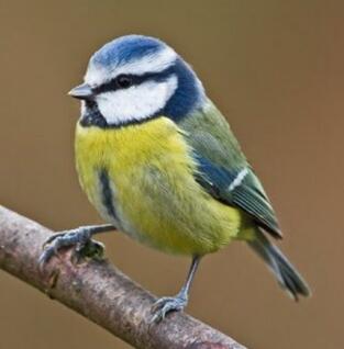 blue tit