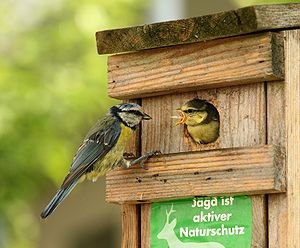 blue tit feeding