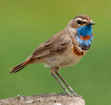 bluethroat