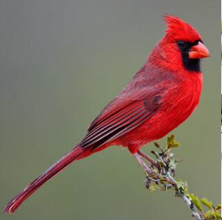 cardinal