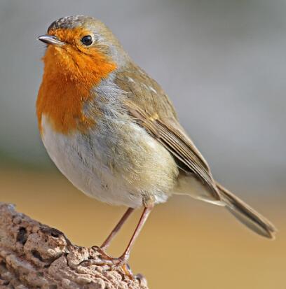 robin