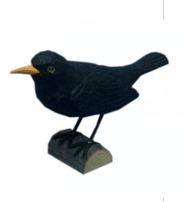 wood Blackbird