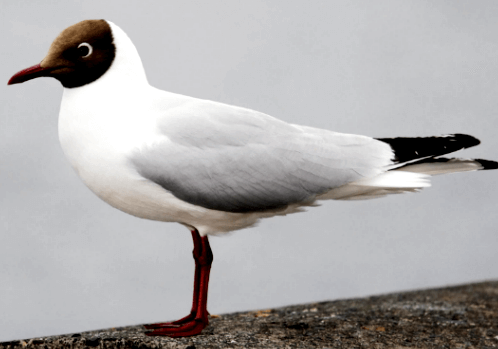 Black-headed gull