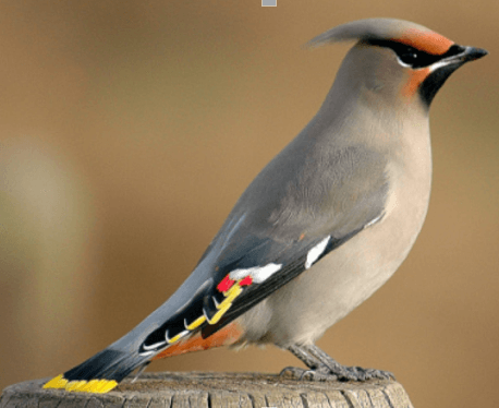 Bohemian Waxwing