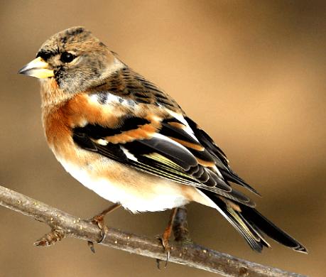 Brambling