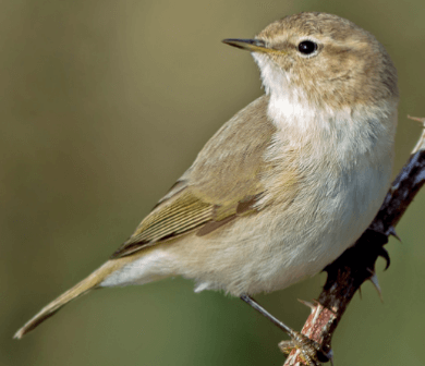 Chiffchaff