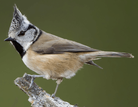 Crested Tit