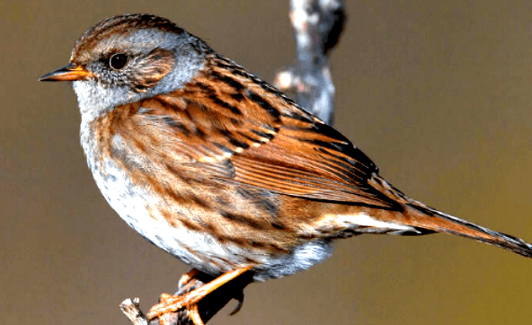 Dunnock