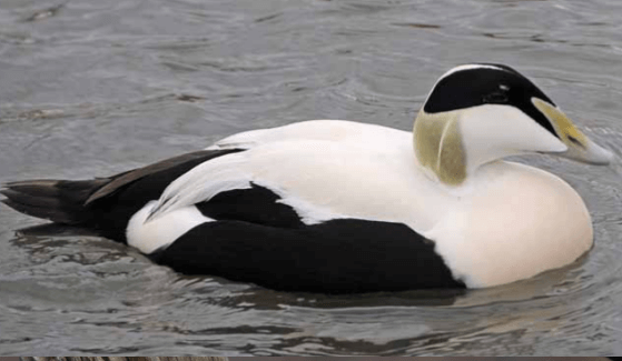 Eider Duck