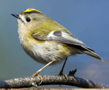 Goldcrest