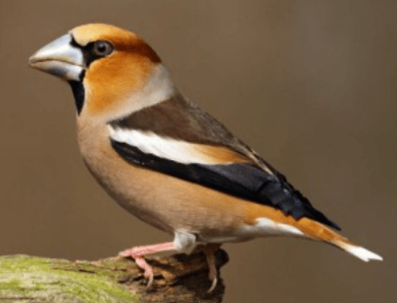 Hawfinch