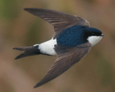 House Martin