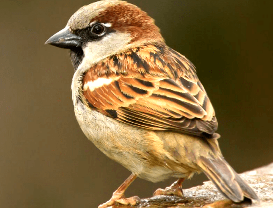 House Sparrow