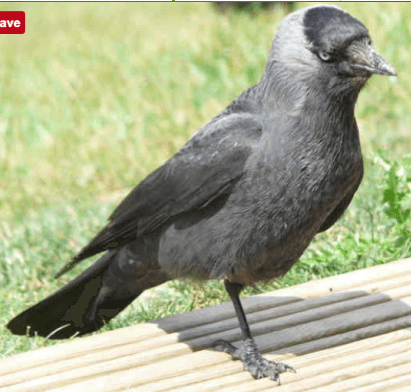 Jackdaw