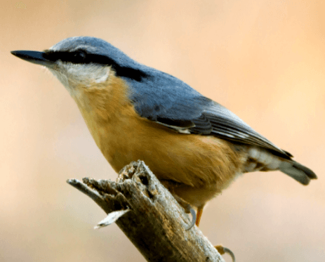 Nuthatch