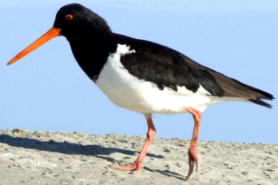 Oystercatcher