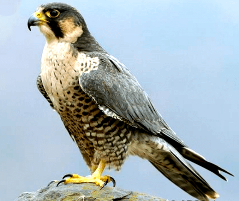 Peregrine