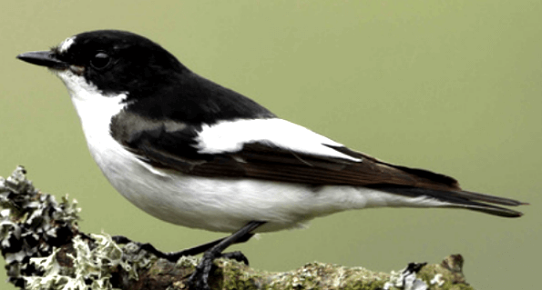 Pied Flycatcher