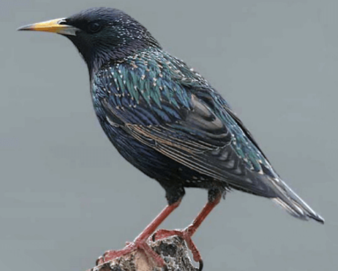 Starling