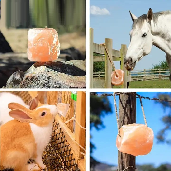 salt licks for animals